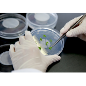 Plant Culture Dish