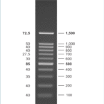 NEX-GEN DNA Ladder (100bp)