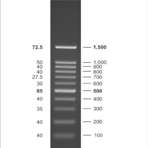 NEX-GEN DNA Ladder (100bp)