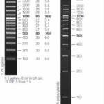 NEX-GEN DNA Ladder 3X (100bp)