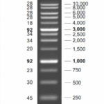 NEX-GEN DNA Ladder (1Kb)