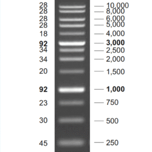 NEX-GEN DNA Ladder (1Kb)
