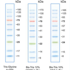 NEX-GEN-BlueSPRAY Prestained Protein Ladder