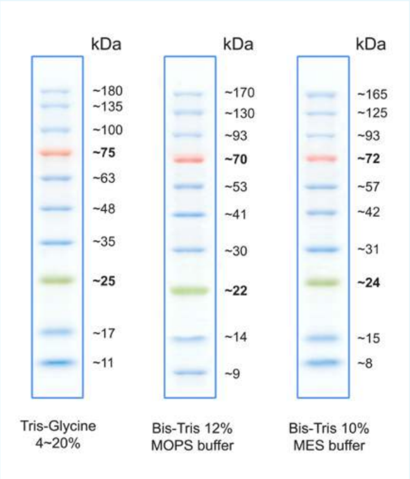 NEX-GEN-BlueSPRAY Prestained Protein Ladder