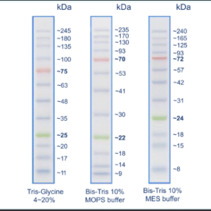 NEX-GEN-ClearBLUE Prestained Protein Ladder