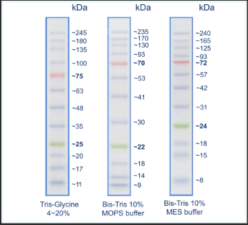 NEX-GEN-ClearBLUE Prestained Protein Ladder