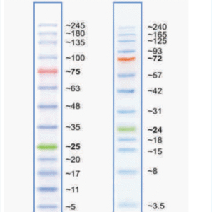 NEX-GEN-BlueALPHA Prestained Protein Ladder