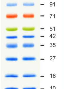 4 color Prestained Protein Ladder