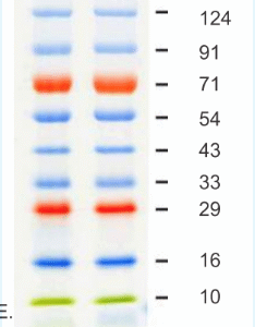 3 color Prestained Protein Ladder