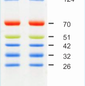 3 color Broad Range Prestained Protein Ladder