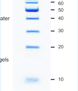 Unstained Protein Ladder