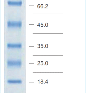 Unstained Protein Molecular Weight Marker