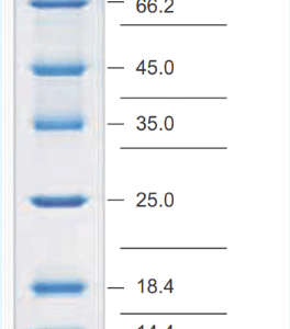 Prestained Protein Molecular Weight Marker Ready-to-Use)